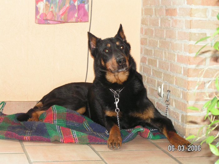 Strauss de la tuile aux loups (30)